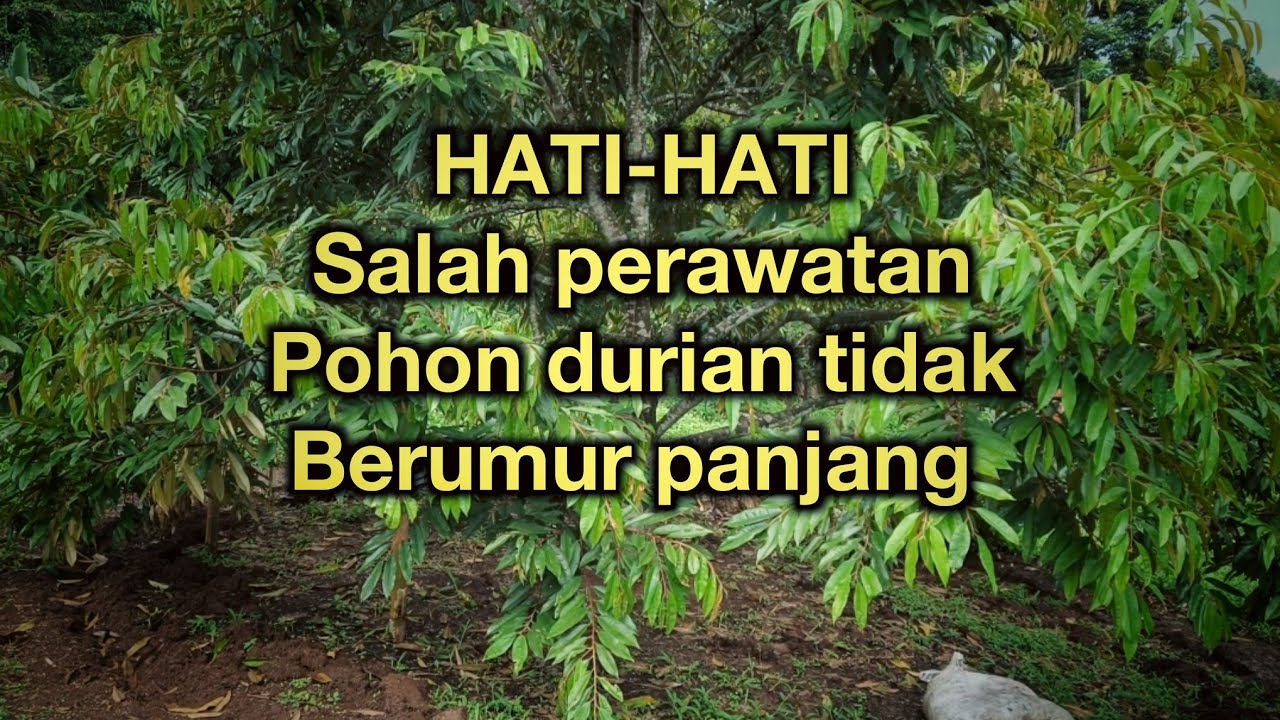 EDUKASI PERAWATAN POHON DURIAN (CIANJUR) 