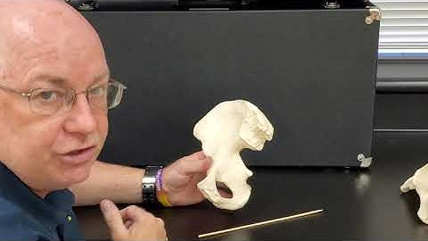 Professor Long 2401 Lab 2.7 Pelvic Girdle and Leg Bones