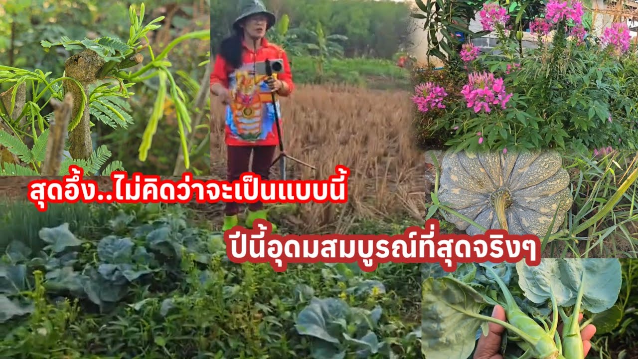 ถึงกับตะลึง! คิดไม่ถึงว่าจะสวยขนาดนี้..ปีที่อุดมสมบูรณ์ที่สุดจริงๆ