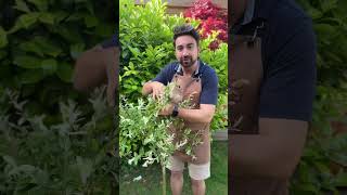 The Key to Success with Flamingo Willow #gardeningtips