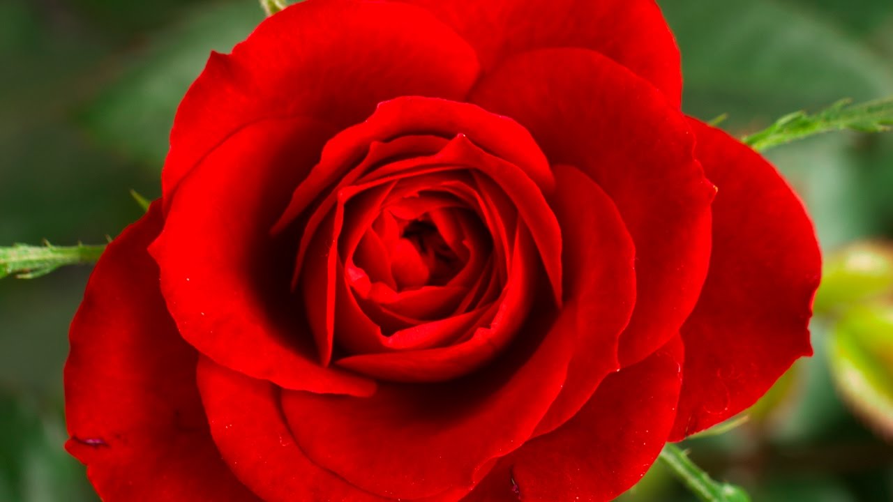 Roses 1 Into The Asylum Roblox Horror Game Read Description Youtube - roses roblox part 1 aspie