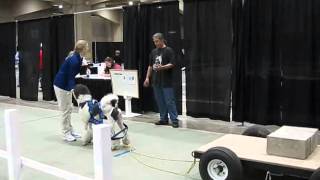 UKC Weight Pull, trial 2 Montreal