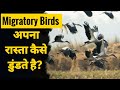 How do migratory birds find their way how do migratory birds find their way birds migration