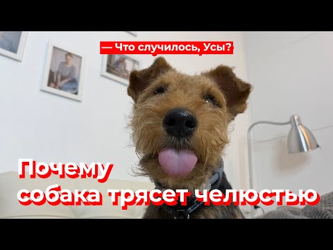 Что случилось, Усы? Почему собака трясёт челюстью