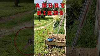 Barn Swallows Dive-Bomb Cat, Cat not impressed.