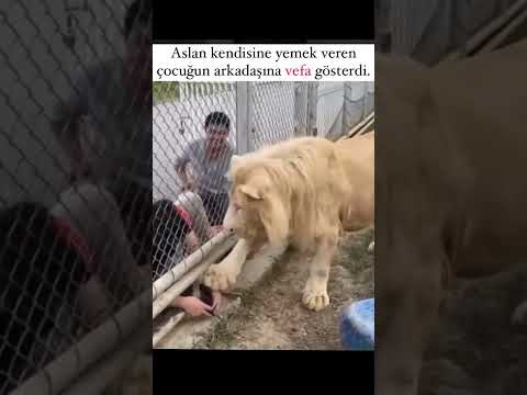 ASLAN, KENDİSİNE YEMEK VEREN ÇOCUĞUN ARKADAŞINA VEFA GÖSTEREREK BAĞIŞLADI. KOLUNUDA ÇEKMESİNİ İSTEDİ