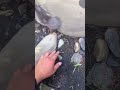 助けた鴨を逃したら...