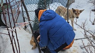 СОБАЧЬЯ ВЕРНОСТЬ. Больного бродягу охраняла подруга и не давала забрать на лечение....