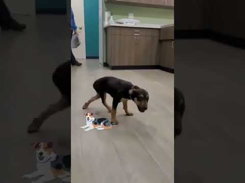 cute Dag Dance kar rha hai🐶🐶🐶🐕🐕🐶