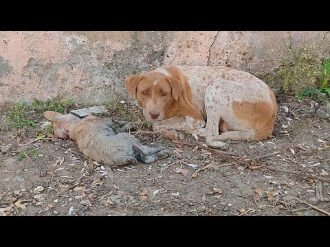 Video: Ovi psi podijele svoje uzbuđenje da je ljeto konačno ovdje