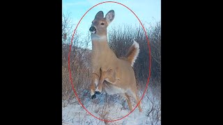 Coyote Chases Deer - White Tail Runs For Its Life to Get Away