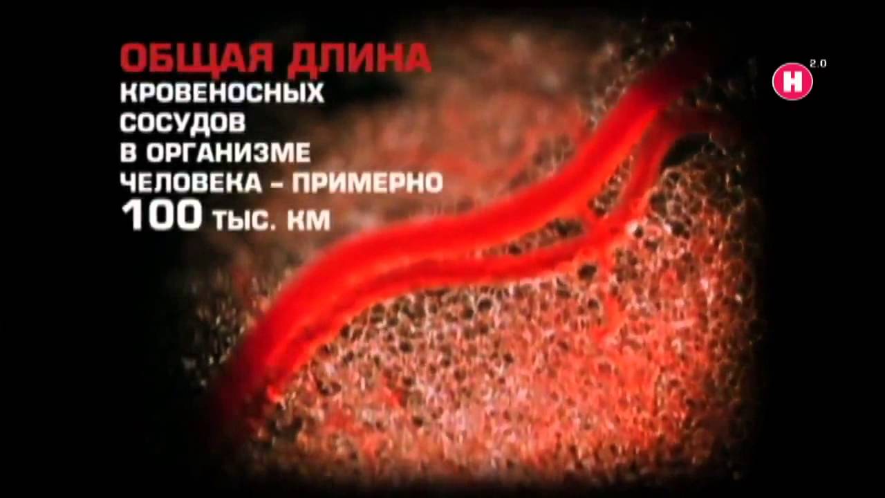 Общая длина кровеносных сосудов Документальный фильм
