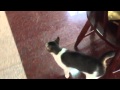 Japanese bobtail cat talking の動画、YouTube動画。