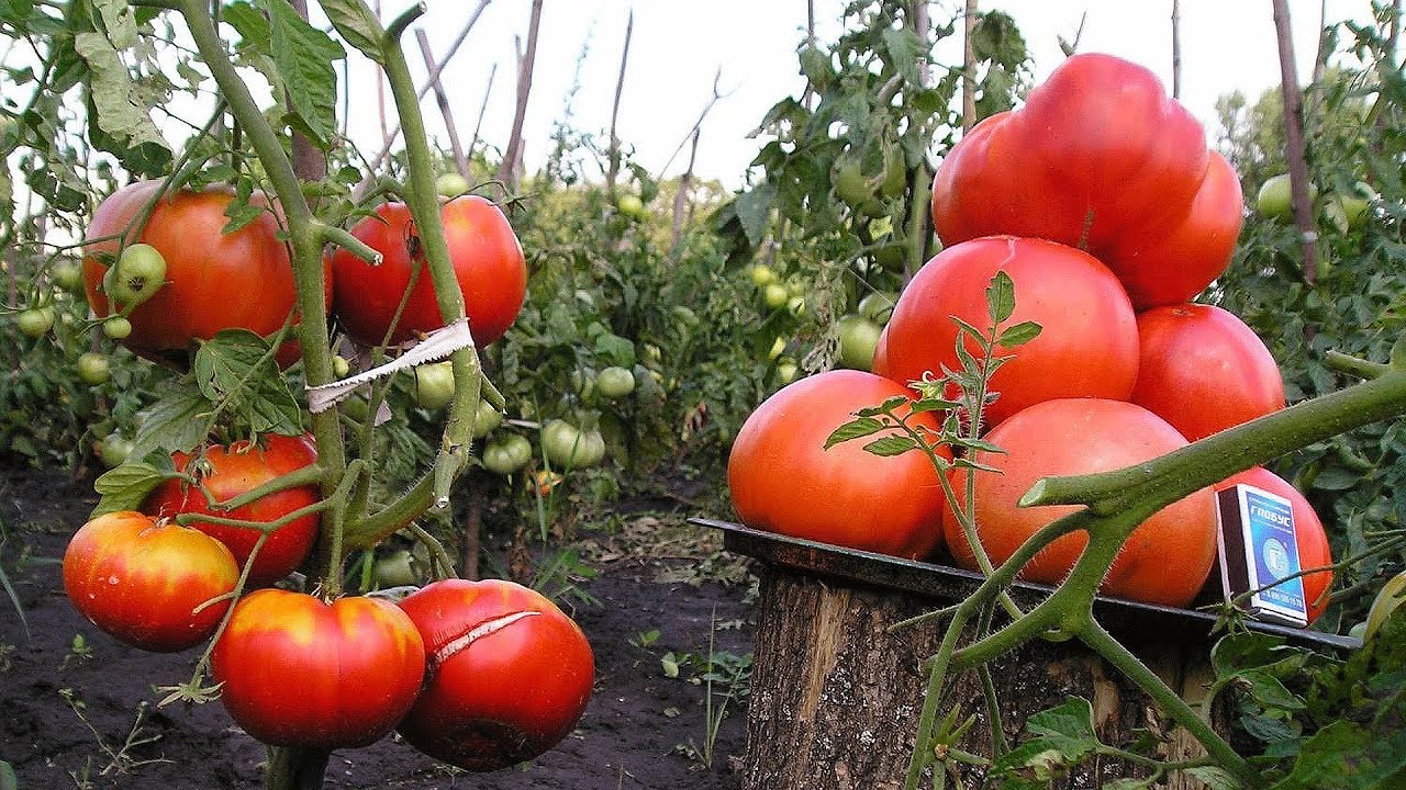 Супер способ - Как увеличить урожай томатов!