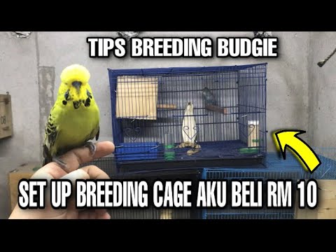 Video: Bagaimana budgie bertelur?