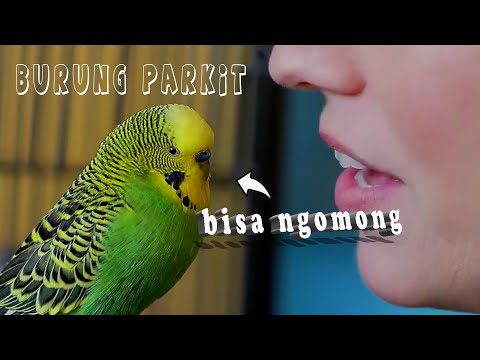 Video: Budgies manakah yang paling baik bercakap?