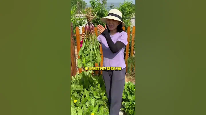 蒲公英，種一次就可以多年採收 #種植小技巧 #農業種植技術 #學種菜 - 天天要聞