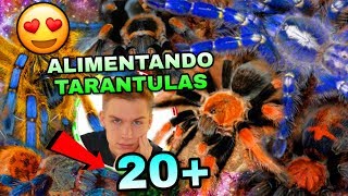 Alimentando Mis 20+ Tarantulas (INCREÍBLEMENTE LOCAS) | Mascotas Exoticas | Tomas Pasie