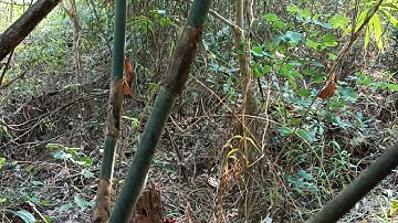 ຕໍ່ໄກ່ປ່າ yos hov zoov dib qaib qus