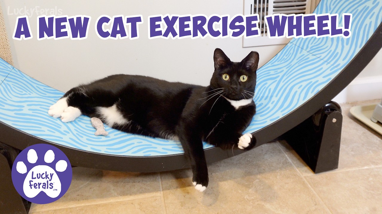 Watch Sammy Discover Her New Cat Wheel! 🐈⬛ One Fast Cat Watch Sammy Discover Her New Cat Wheel! 🐈⬛ One Fast Cat