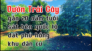 LÂM CẢNH KHÓ KHĂN ! anh quyền buột lòng bán vườn trái cây nhiều năm tuổi ở bà rịa vũng tàu