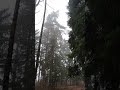 Туман в лесу.