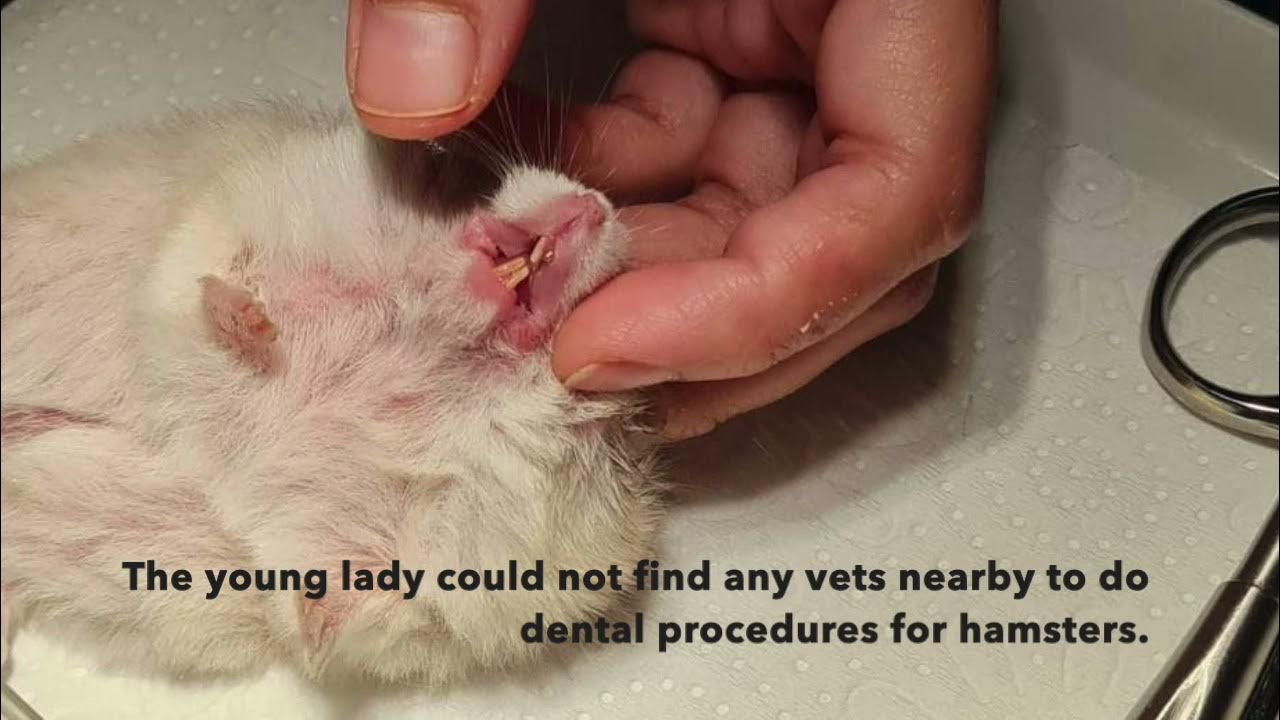 FINAL VIDEO. A dwarf hamster has an overgrown front tooth. What to do