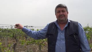 Saruhanlıda Don Ve Dolu Bağlarda Zarara Neden Oldu