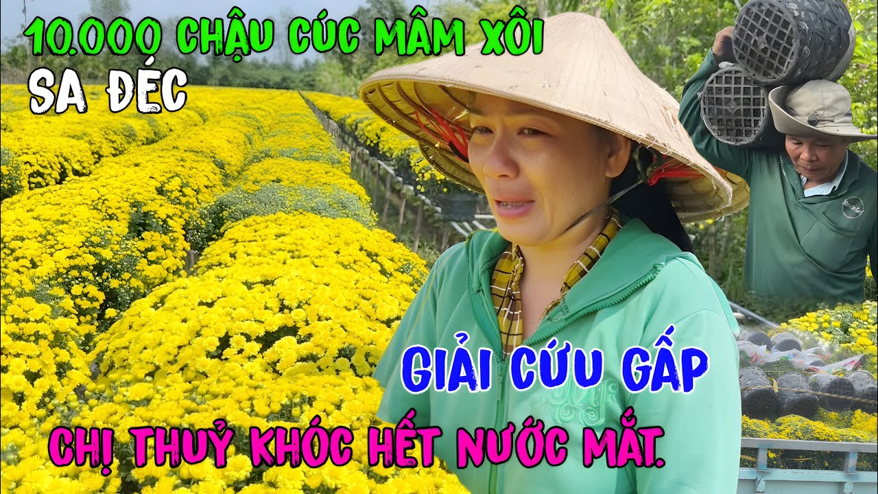 Giải cứu 10.000 chậu cúc mâm xôi đồng loạt nở trước Tết”chị Thủy”khóc hết nước mắt nhờ CĐM chia sẽ.