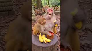 That Instant Burn Feeling 🔥 #InstantBurn #MonkeyEating #TooSpicy #AnimalFun