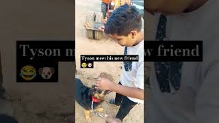 Tyson meet his new friend ?? friend dog puppy funny  shorts shortsfeed