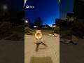 Tiny Hamster Picks a Fight with His Human😂#hamster #funny #sora2 #shorts #sora #trending