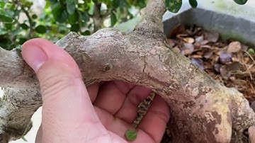 Giao lưu ace 2 cặp sam trái thác đổ già răm tay cành.0378585785