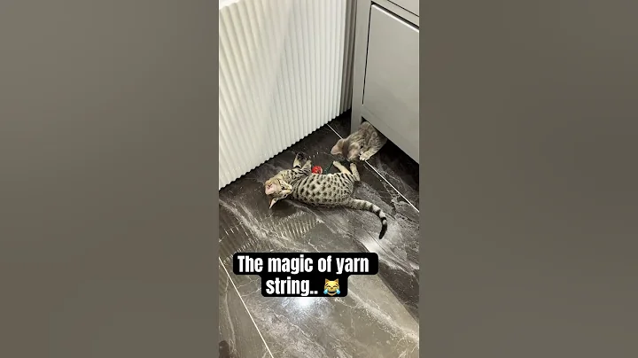 Watch the video about Kittens love their #yarn @LionBrandYarn #love #cat #kitten #funny #catsofinstagram # #viral #funny
