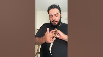 آموزش بازی با مار 🐍 #مار #ballpython #animal #python #پایتون #حیوان_خانگی #پیتون #ballpythonsnake