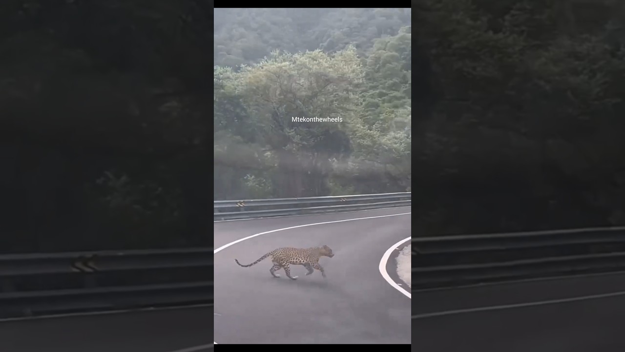 cheetah crossing road 🐆 | sathyamangalam forest 