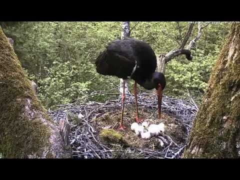 eesti energia Estonian Black Storks: Fish for supper