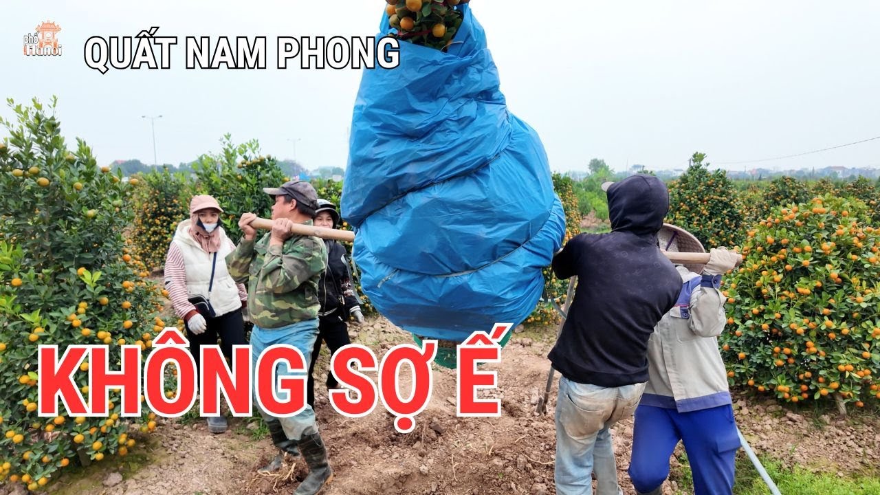 Quất Nam Phong: Tại sao thương lái khắp nơi đổ xô về tranh mua ngay từ giữa năm