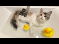 お湯が好きすぎて自分からおねだりしてお風呂に入るようになった子猫…
