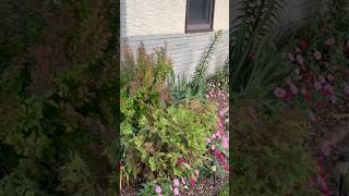 My front garden along the house, bushes/shrubs, perennials, and my FAVORITE Supertunia Vista series!