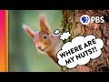 Squirrel and Bird Behavior Quiz