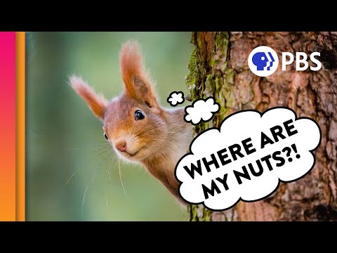 Video: Prečo veveričky zahrabávajú orechy?