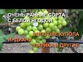 Очень ранние сорта винограда с белой ягодой. 3 часть. ЗОЛОТЫЕ КУПОЛА, ИНДИАНА, ЛИРИКА И ДРУГИЕ