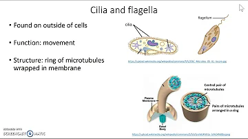 What are flagella made of?