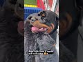 Rottweiler Mom has so much patience with her Puppies 🥰🐶