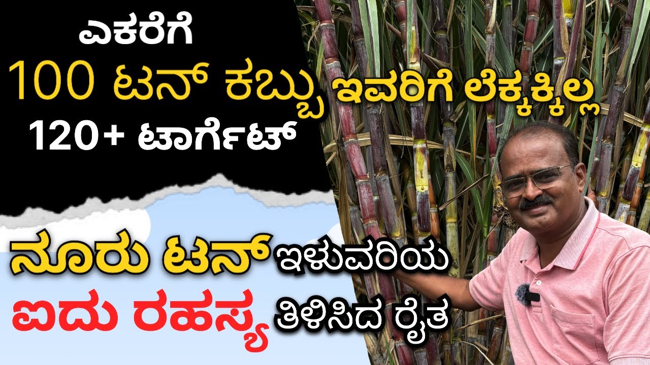 ಇವರು ಎಕರೆಗೆ 100+ ಟನ್ ಕಬ್ಬು ಬೆಳಿತಾರೆ, ನೀವ್ ಎಷ್ಟು ಬೆಳಿತಿರಾ? SUGARCANE 100Tonnes Per Acre @mrerehula