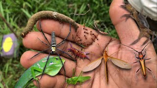 I think this is a giant mosquito‼catch mantis,longhorn,caterpillar,chameleon,crab, katydid,spider