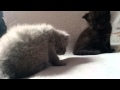 British shorthair cattery Beauty of Freya: The first presentation of our litter Z3