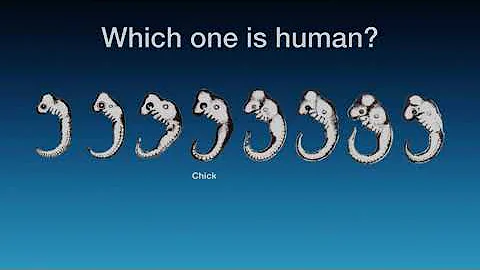 Embryonic development - embryogenesis