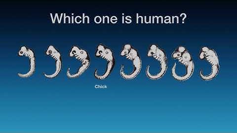 Embryonic development - embryogenesis